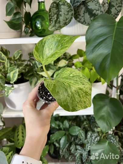 Сциндапсус, Эпипремнум 9 сортов