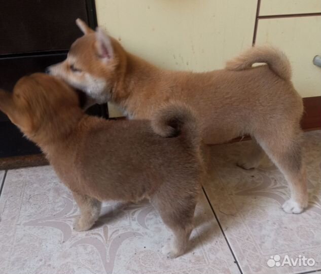 Щенки Сиба Ину