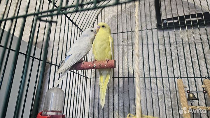 Птенцы волнистый попугай