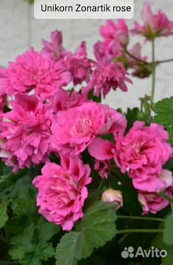 Пеларгония сортовая