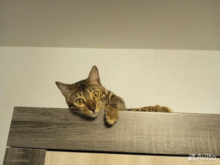 Бенгальская кошка