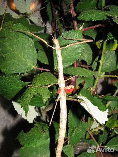 Яйца и молодые палочники