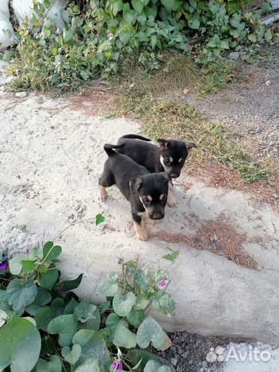 Щенки