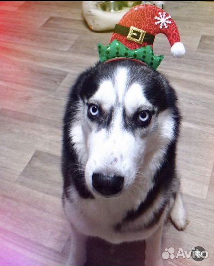 Сибирский хаски