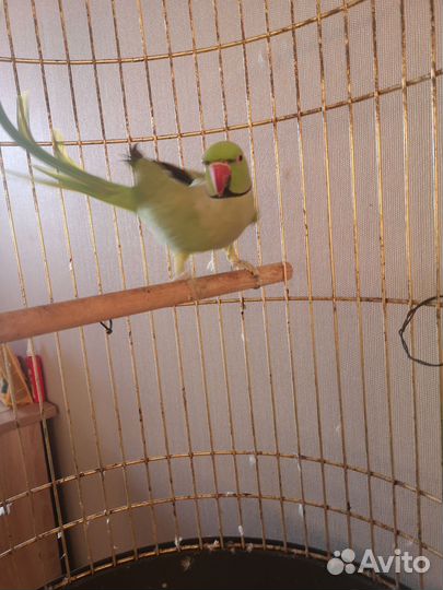 Ожереловый попугай мальчик 5 лет