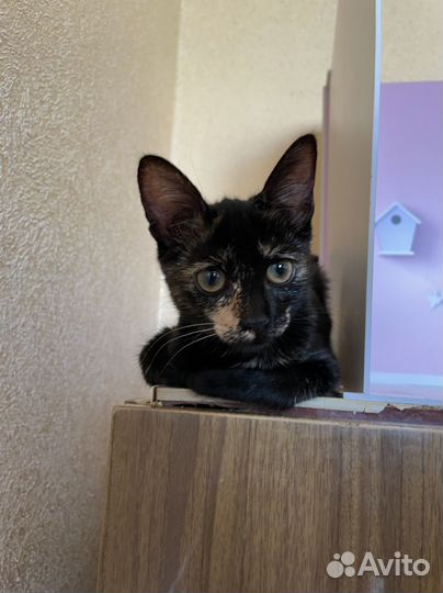 Чепепаховая девочка котенок