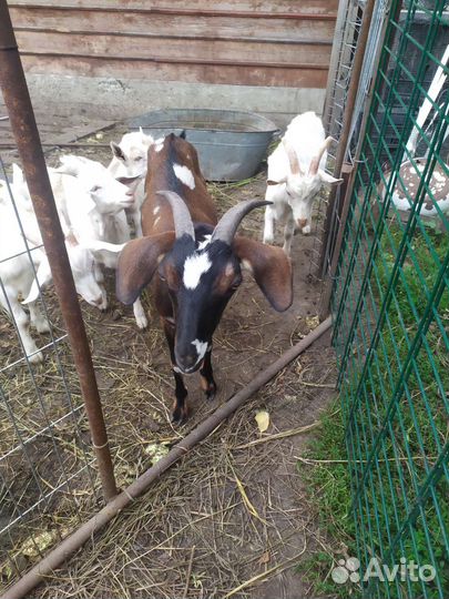 Коза дойная с козочкой
