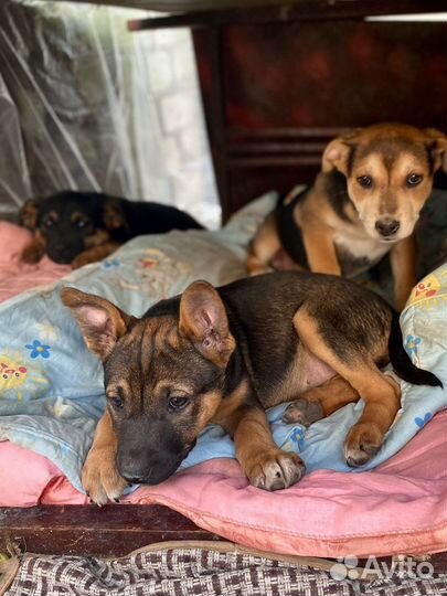 Маленькие щеночки в дар