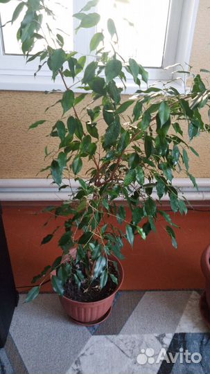Фикус бенджамина
