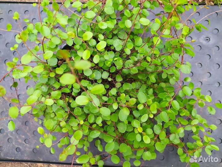 Мюленбекия