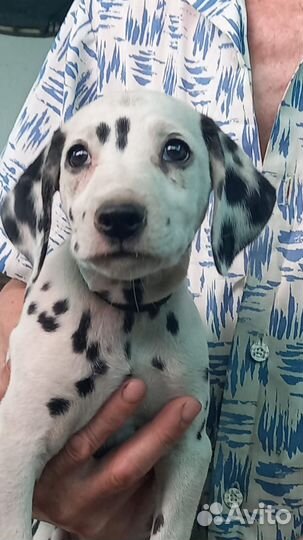 Щенки Далматина