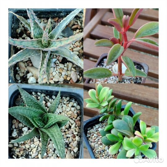 Кактусы и суккуленты