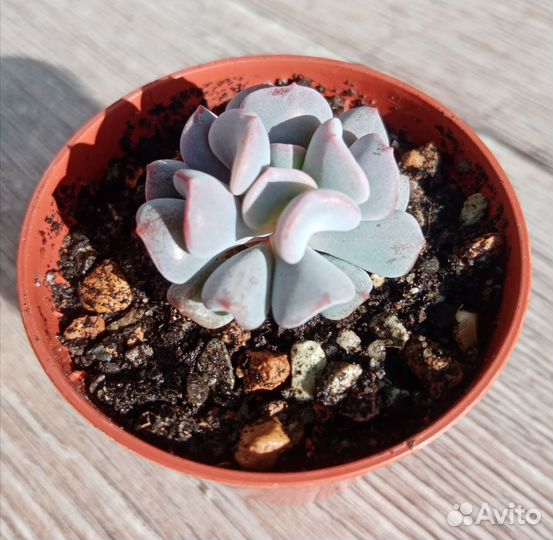 Суккуленты