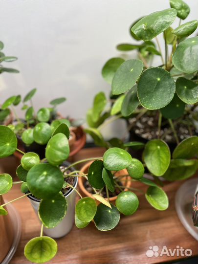 Пилея пеперомиевидная