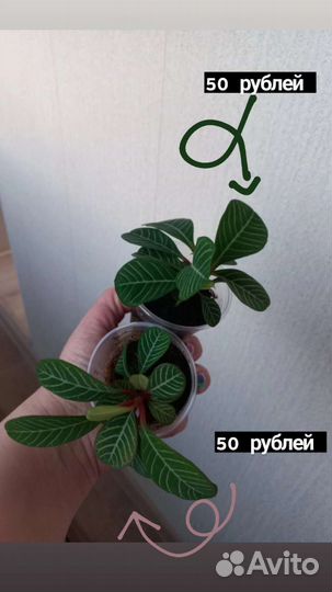Молочай, Аглаонема