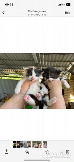 Котятя 1 мальчик 2 девочки вислоухие