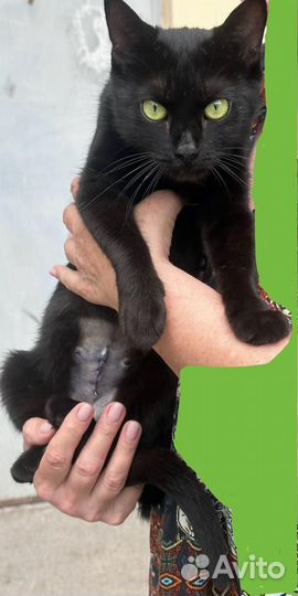 Кошка стерилизованная