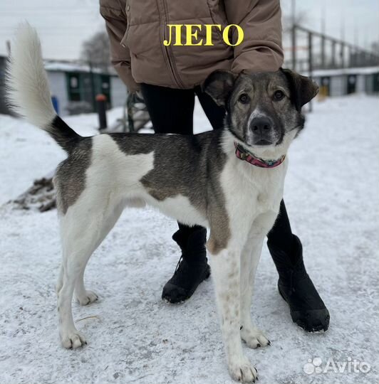 Лего из приюта