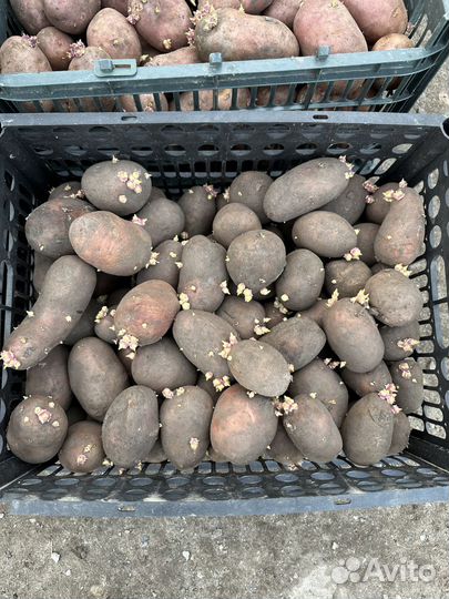 Семенной Картофель