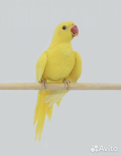 Ожереловые,каик,пиррура,алексендрийский,синегал