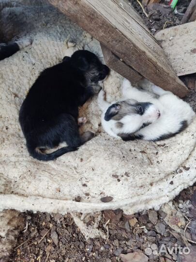 Щенята