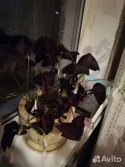 Комнатные цветы кислица сиреневая