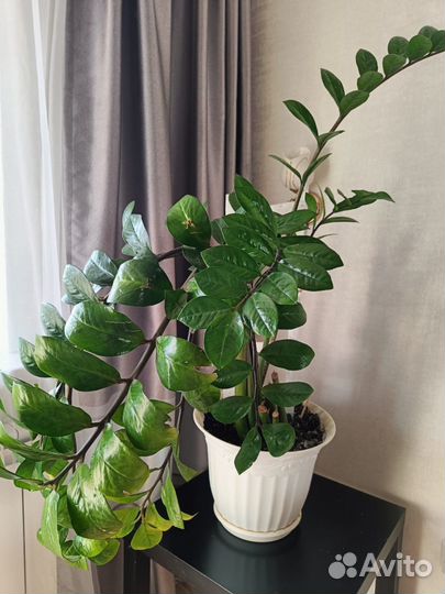 Замиокулькас