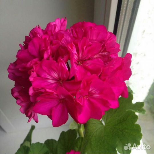 Regalia Pink пеларгония