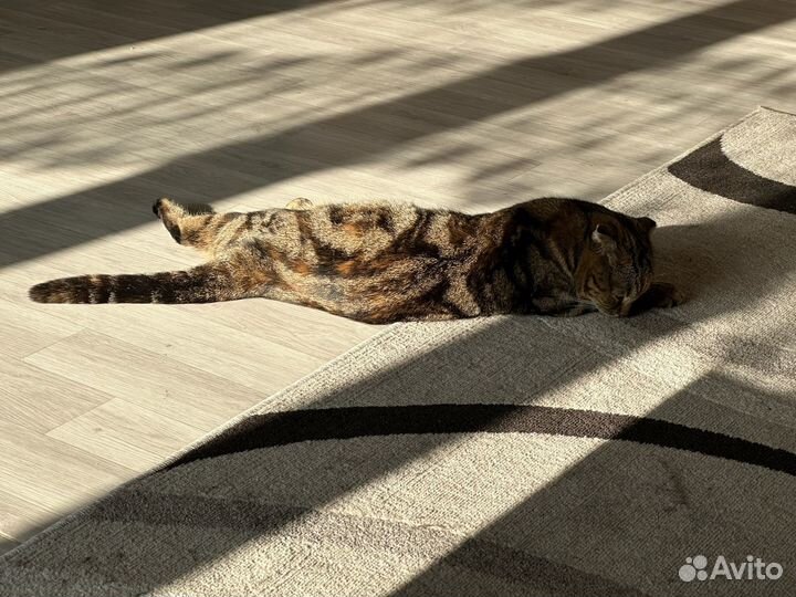 Кошечка в добрые руки