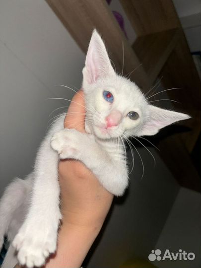 Ориентальная