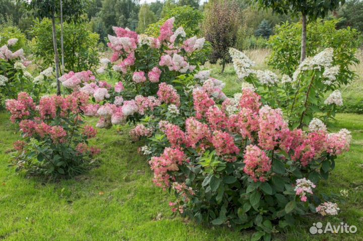 Гортензия Меджикал файер