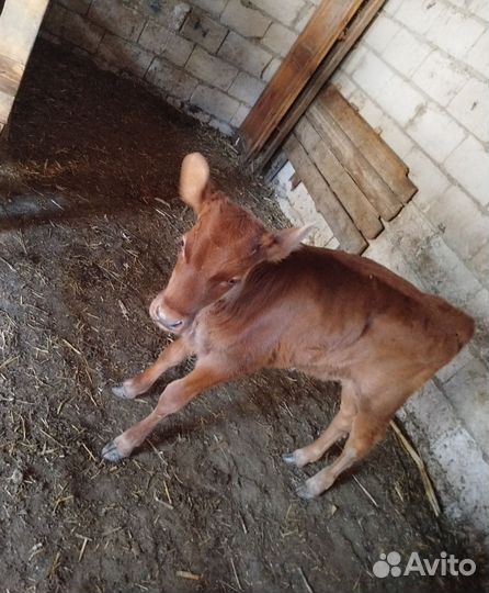 Корова дойная с теленком