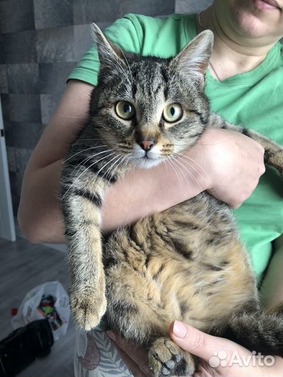 Кошки в добрые руки бесплатно