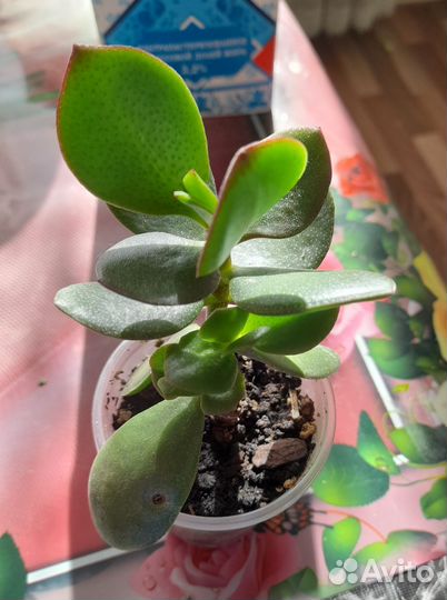 Денежное дерево (Толстянка)