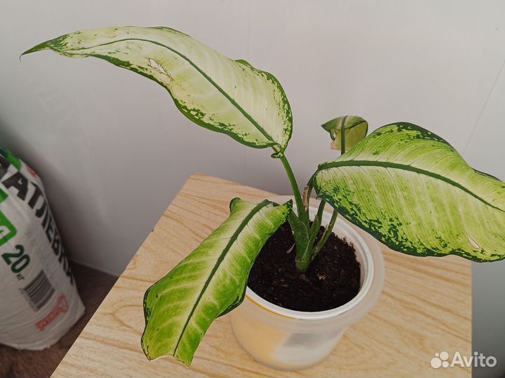 Диффенбахия