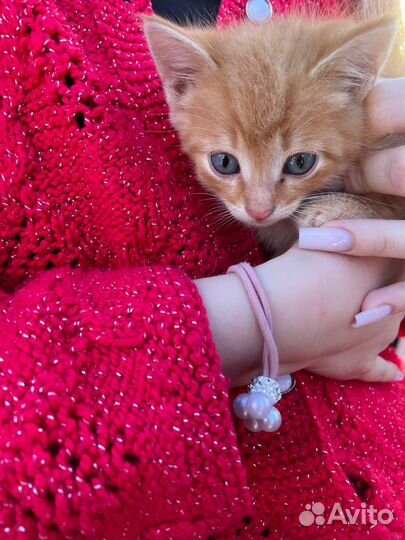 Котенок в добрые руки