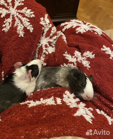 Морская свинка