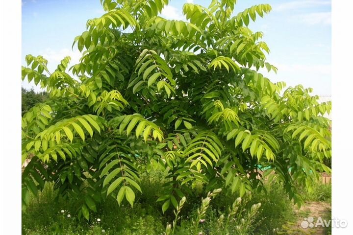 Саженцы маньчжурский и серый орех