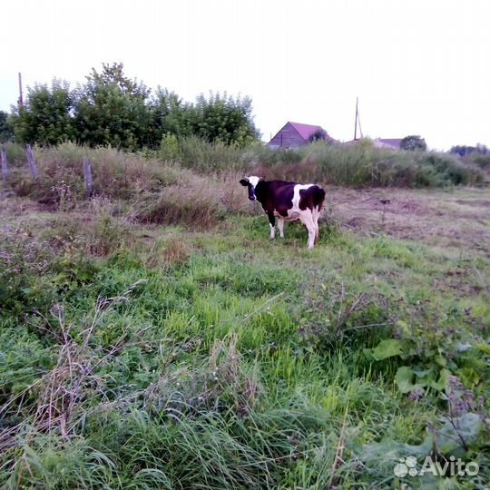 Корова стельная дойная