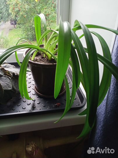 Кливия и гиппеаструм