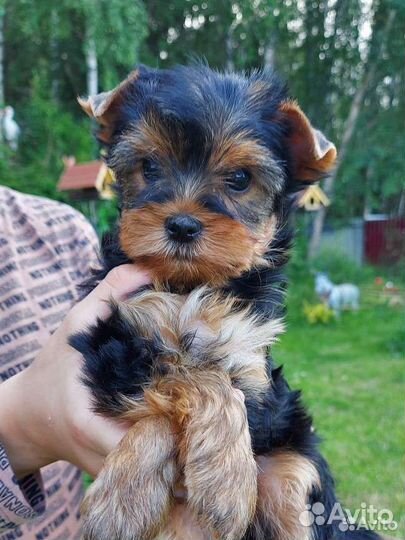 Йоркширский терьер щенки стандарт