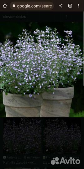 Душевник котовниковый