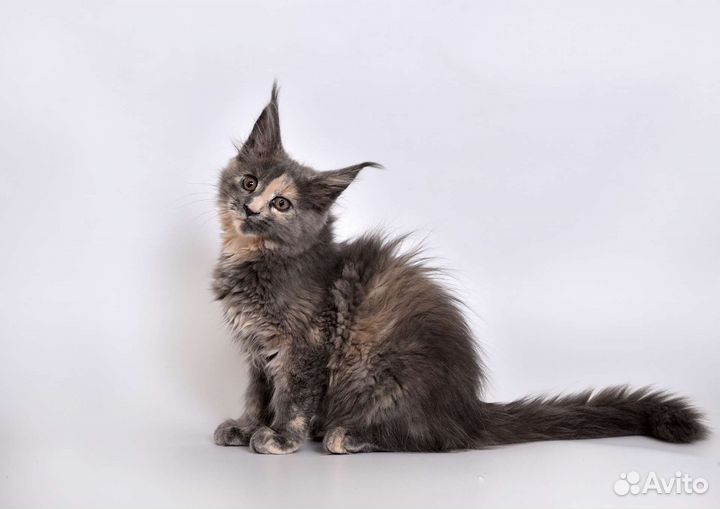 Лучший представитель породы Мейн Кун