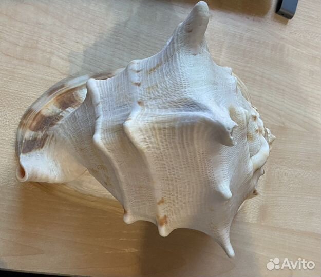 Ракушка морская большая