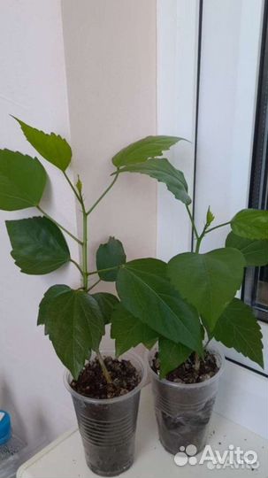 Гибискусы махровые