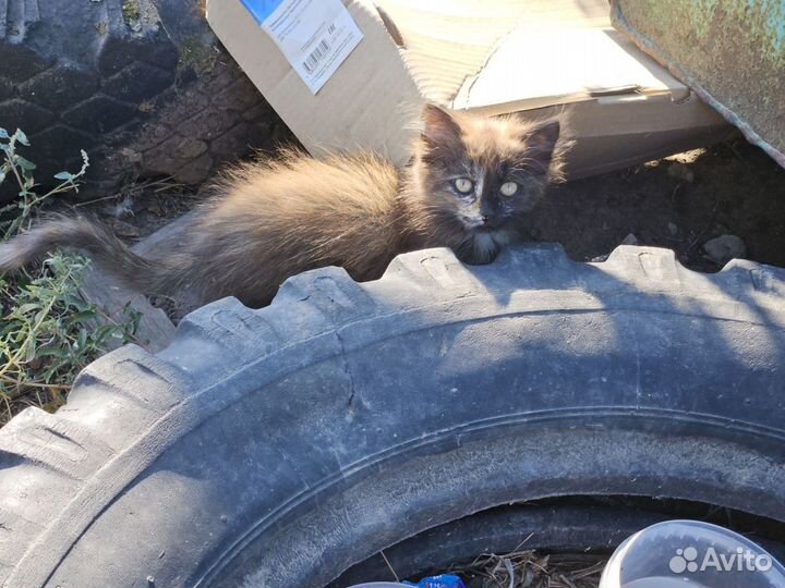 Кошка с котёнком