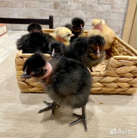 Голошейка, цыплята и ия