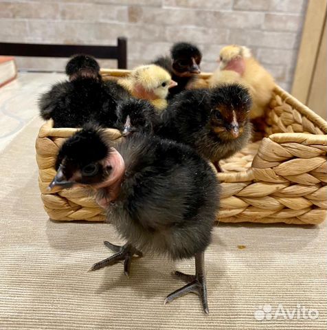 Голошейка, цыплята и ия