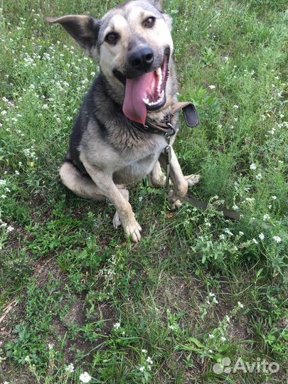 Собаки бесплатно