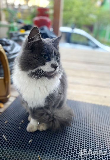 Котик в дар бесплатно